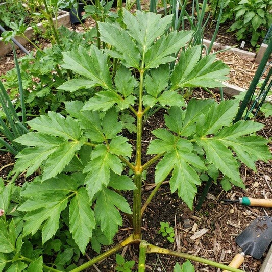 Tomorrow's Leaf Seeds 