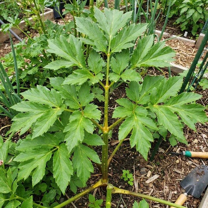 Tomorrow's Leaf Seeds 