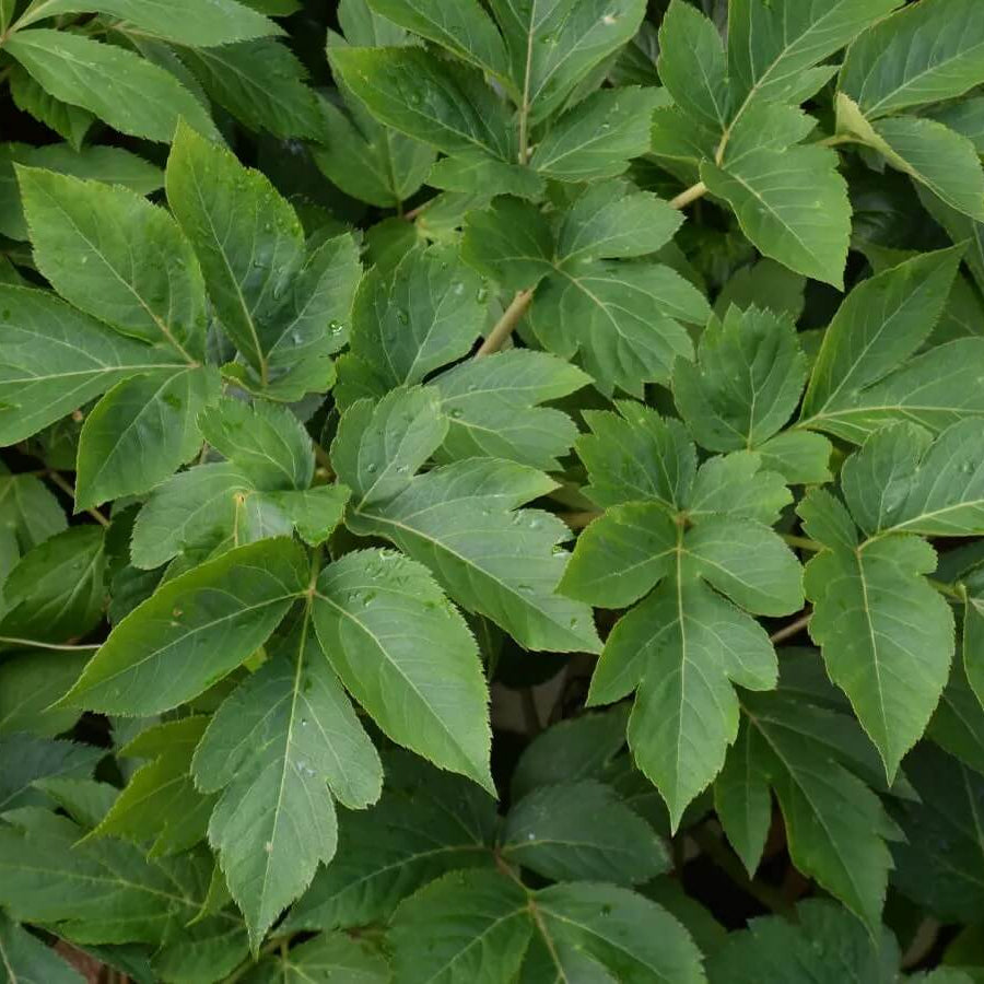 Tomorrow's Leaf Seeds 