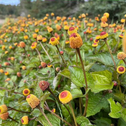 Toothache Plant Seeds