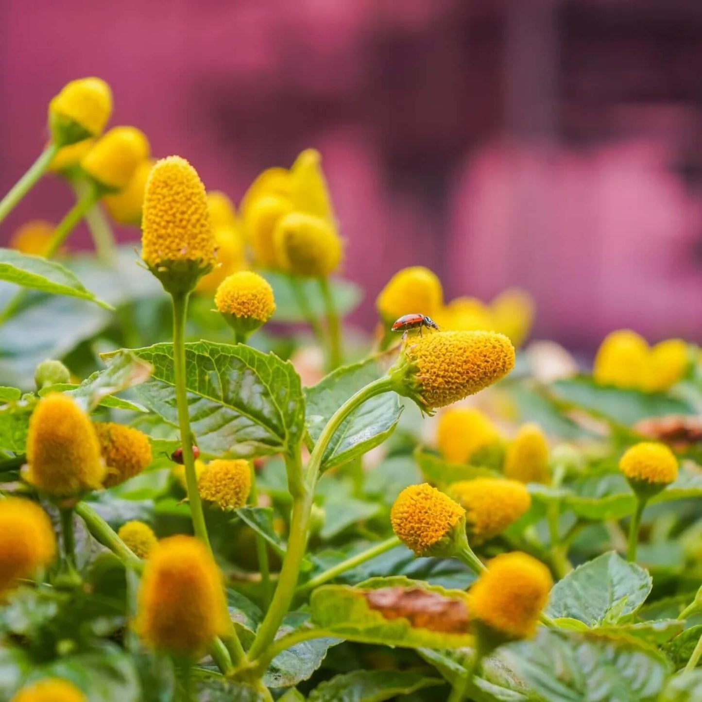 Toothache Plant Seeds