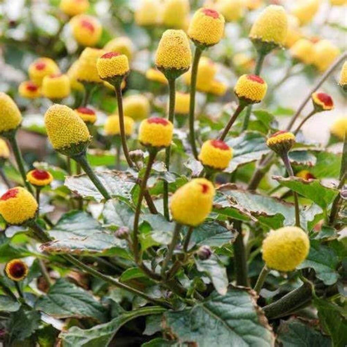 Toothache Plant Seeds - Herbal Plant