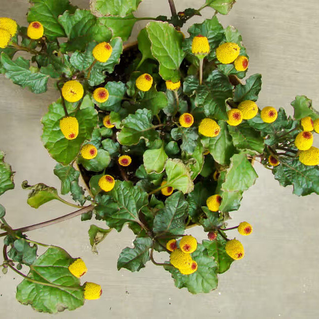 Toothache Plant Seeds