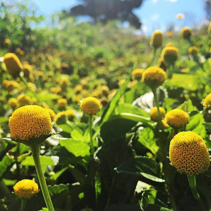 Toothache Plant Seeds