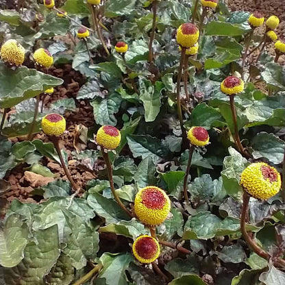 Toothache Plant Seeds