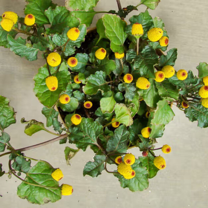 Toothache Plant Seeds - Herbal Plant