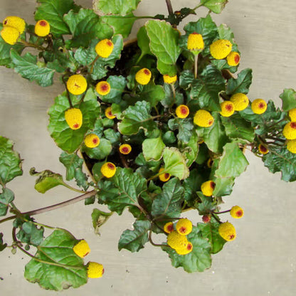 Toothache Plant Seeds - Herbal Plant