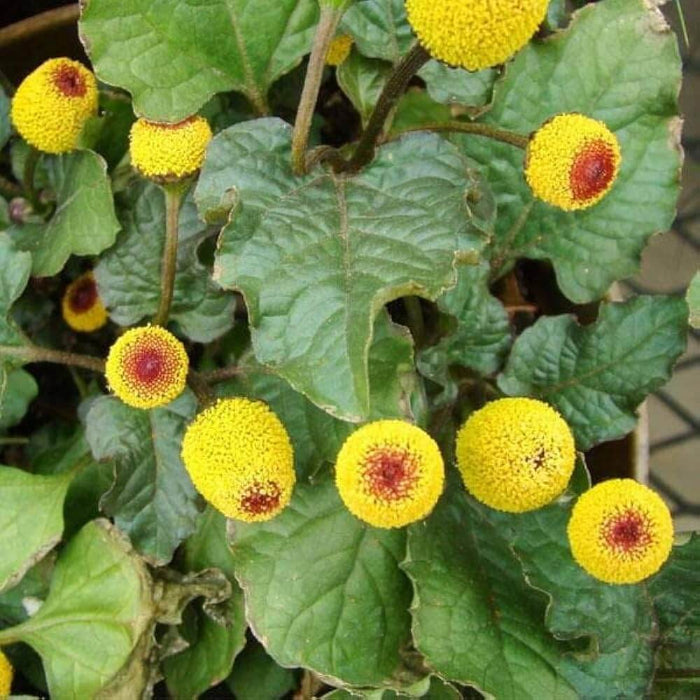 Toothache Plant Seeds - Herbal Plant
