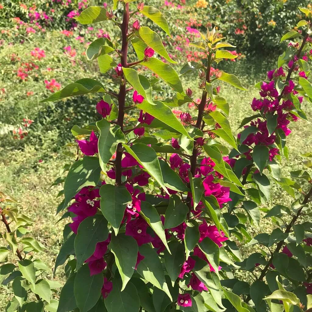 Torch Glow Bougainvillea Seeds