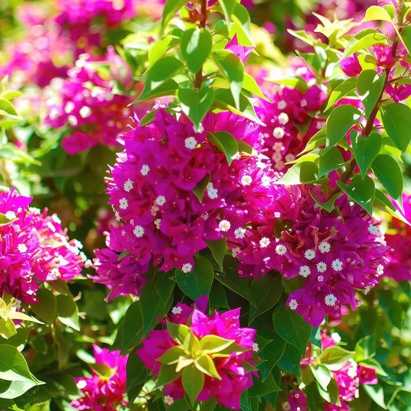 Torch Glow Bougainvillea Seeds