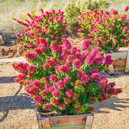 Torch Glow Bougainvillea Seeds