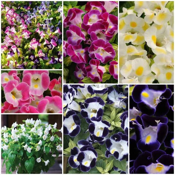 Torenia Seeds - All In One For Home Gardens