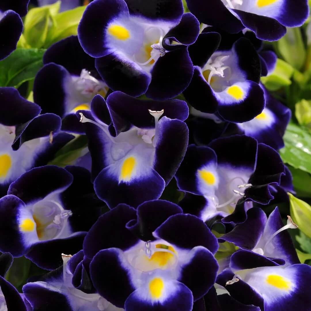 Torenia Seeds - All In One For Home Gardens