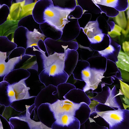 Torenia Seeds - All In One For Home Gardens