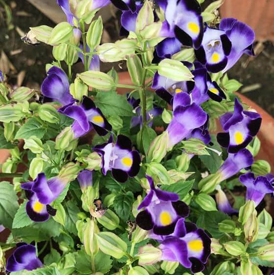 Torenia seeds - Flower Plant for Home Gardens
