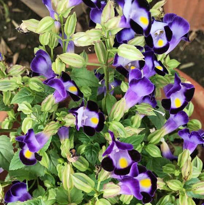 Torenia seeds - Flower Plant for Home Gardens