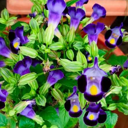 Torenia seeds - Flower Plant for Home Gardens