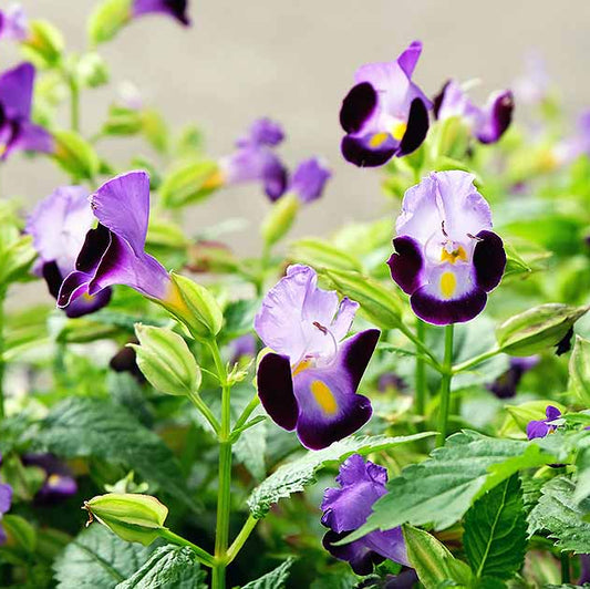 Torenia seeds - Flower Plant for Home Gardens