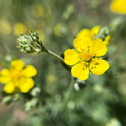 Tormentil Seeds 