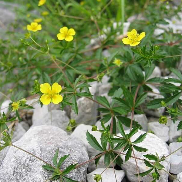 Tormentil Seeds 