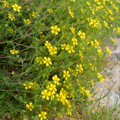 Tormentil Seeds 
