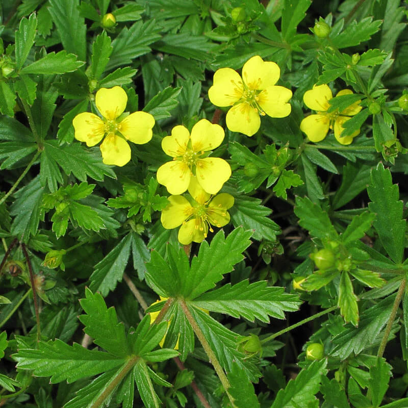 Tormentil Seeds 