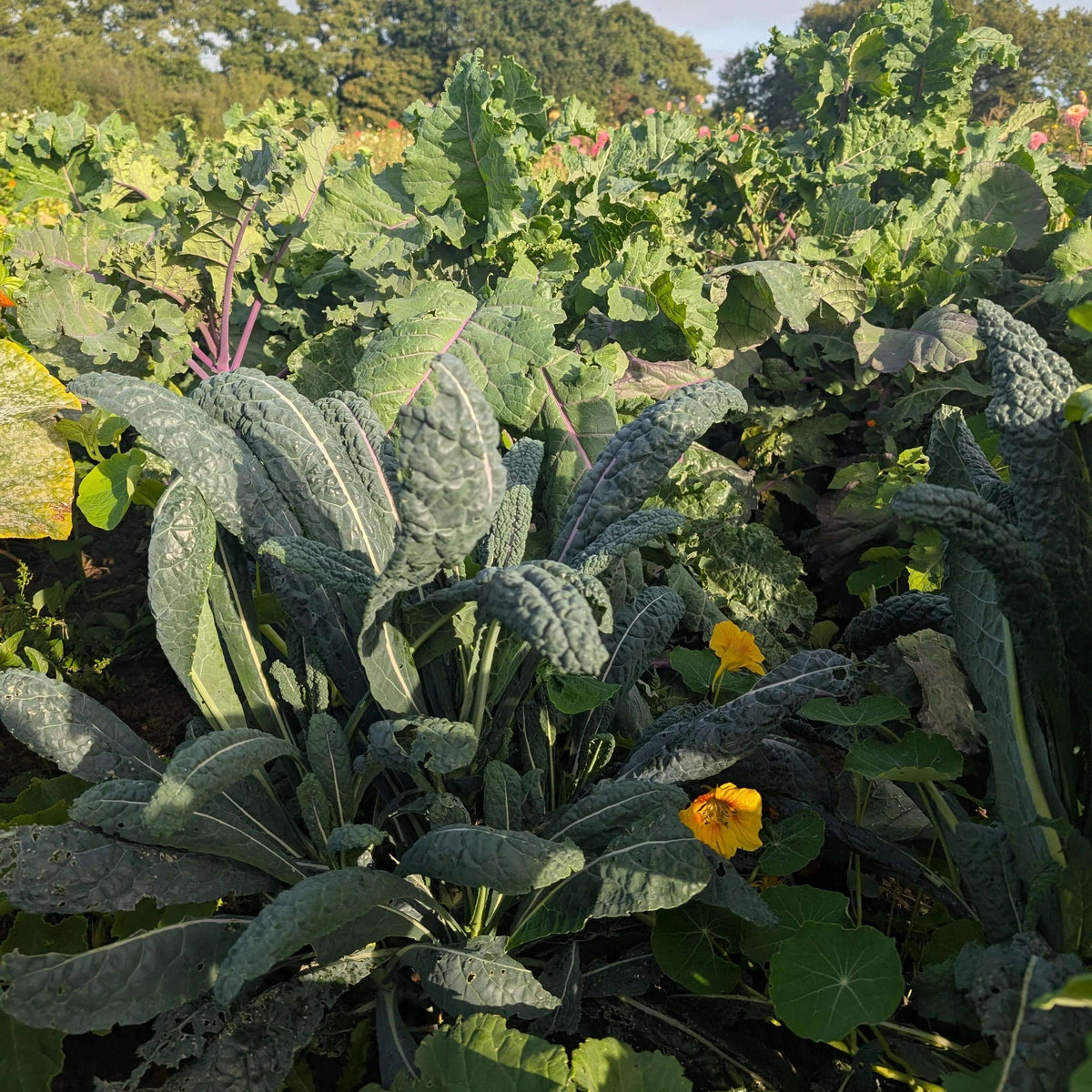 Toscano Kale Seeds - Heirloom Vegetable Plant for Home Gardens