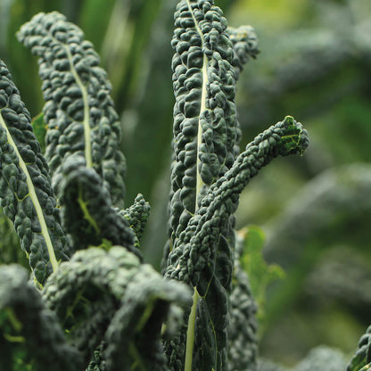 Toscano Kale Seeds - Heirloom Vegetable Plant for Home Gardens