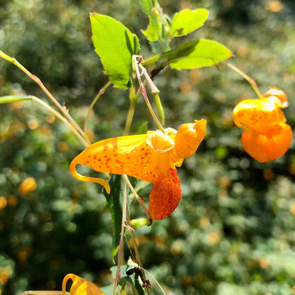 Touch-Me-Not Impatiens Seeds