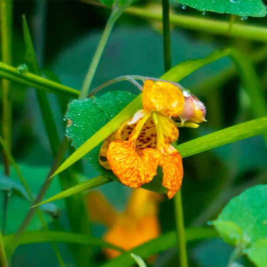 Touch-Me-Not Impatiens Seeds