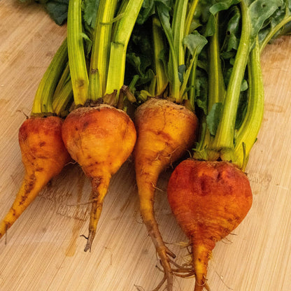 Touchstone Gold Beet Seeds 