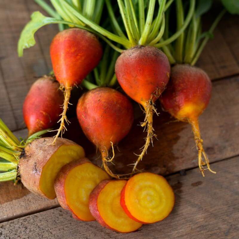 Touchstone Gold Beet Seeds 