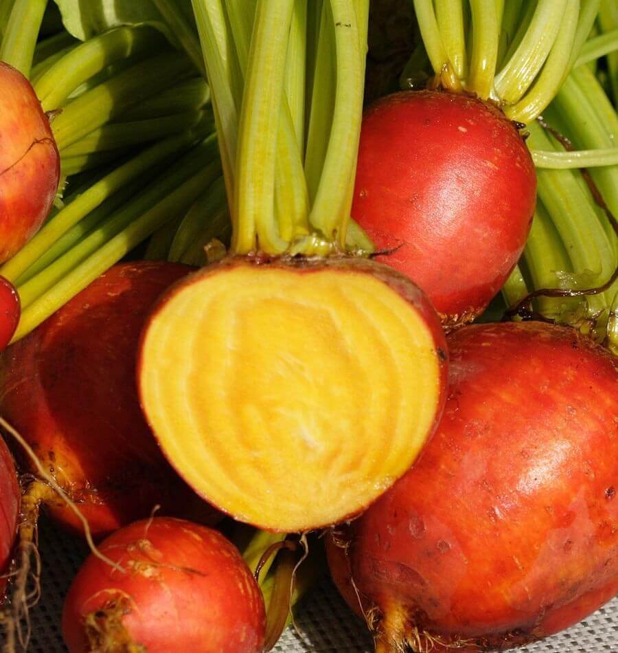 Touchstone Gold Beet Seeds 