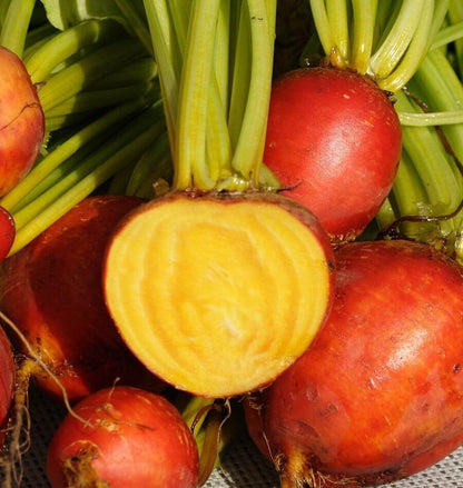 Touchstone Gold Beet Seeds 