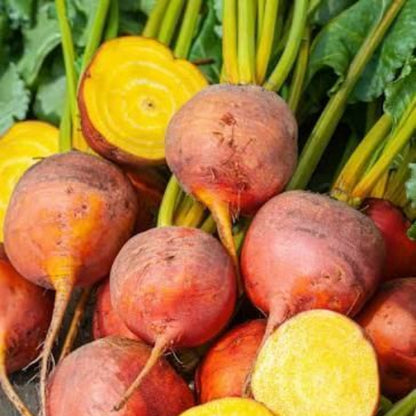 Touchstone Gold Beet Seeds 