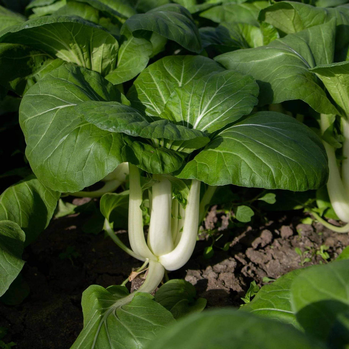 Toy Choy Seeds - Heirloom Vegetable Plant for Home Gardens
