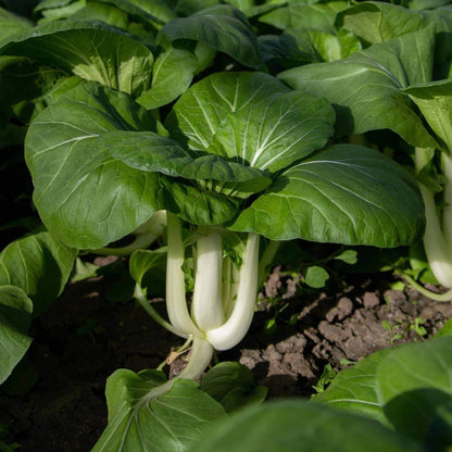 Toy Choy Seeds - Heirloom Vegetable Plant for Home Gardens