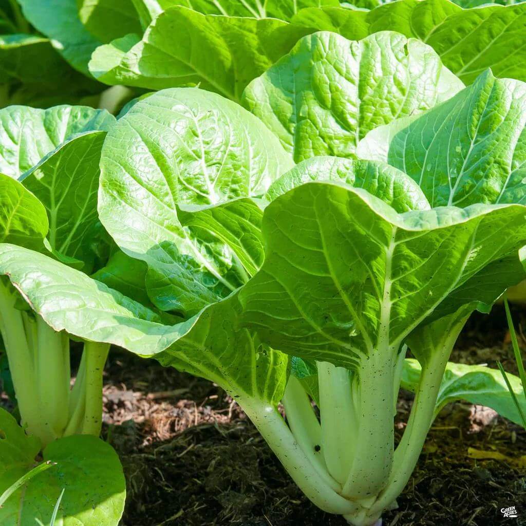 Toy Choy Seeds - Heirloom Vegetable Plant for Home Gardens