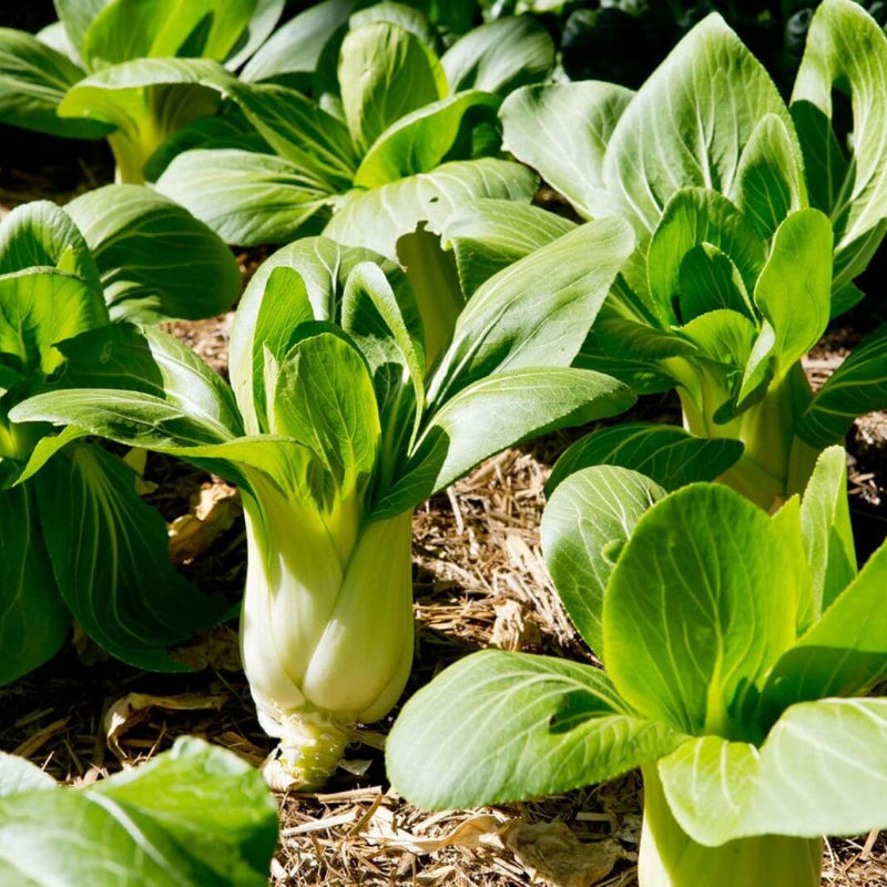 Toy Choy Seeds - Heirloom Vegetable Plant for Home Gardens