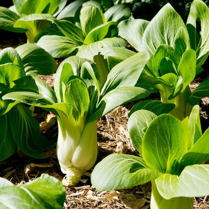 Toy Choy Seeds - Heirloom Vegetable Plant for Home Gardens