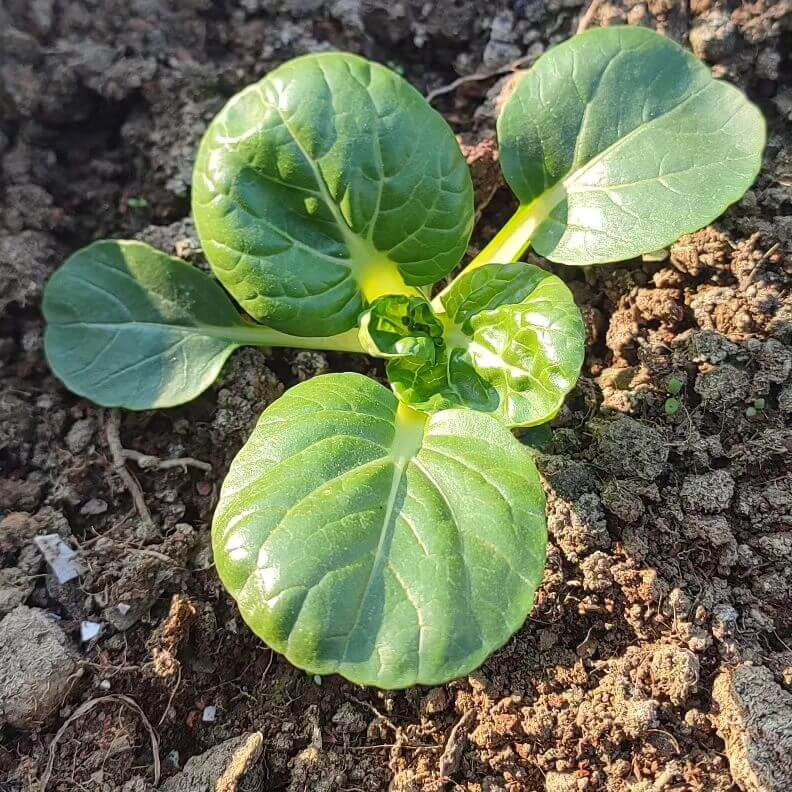 Toy Choy Seeds - Heirloom Vegetable Plant for Home Gardens