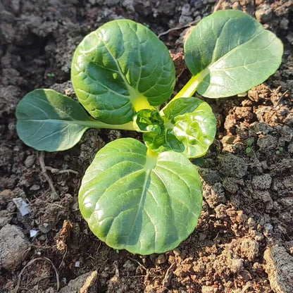 Toy Choy Seeds - Heirloom Vegetable Plant for Home Gardens