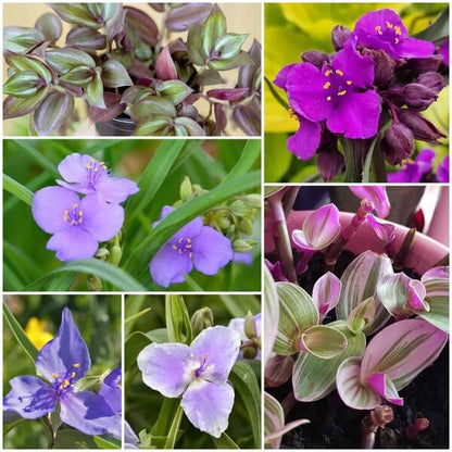 Tradescantia Spiderwort seeds - All in one for home gardens