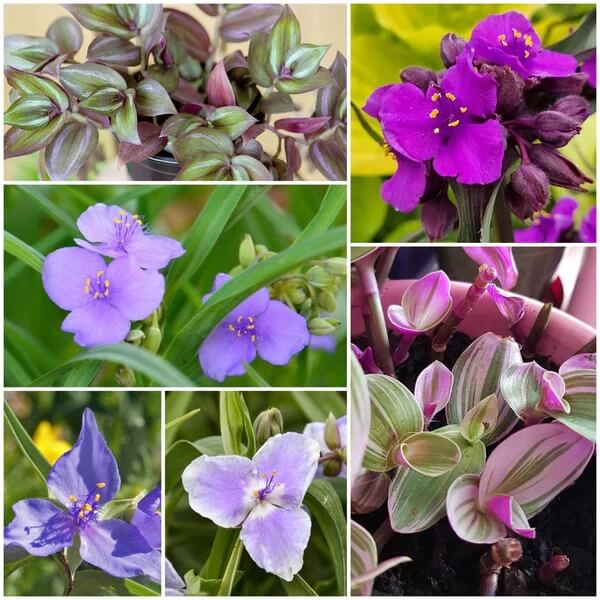 Tradescantia Spiderwort seeds - Flower Plant