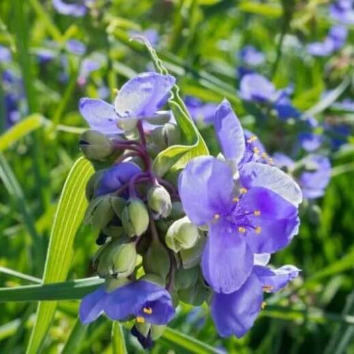 Tradescantia Spiderwort seeds - Flower Plant