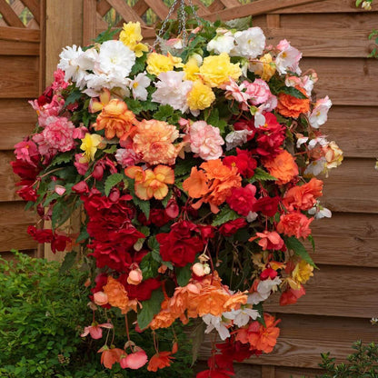 Trailing Begonia Seeds