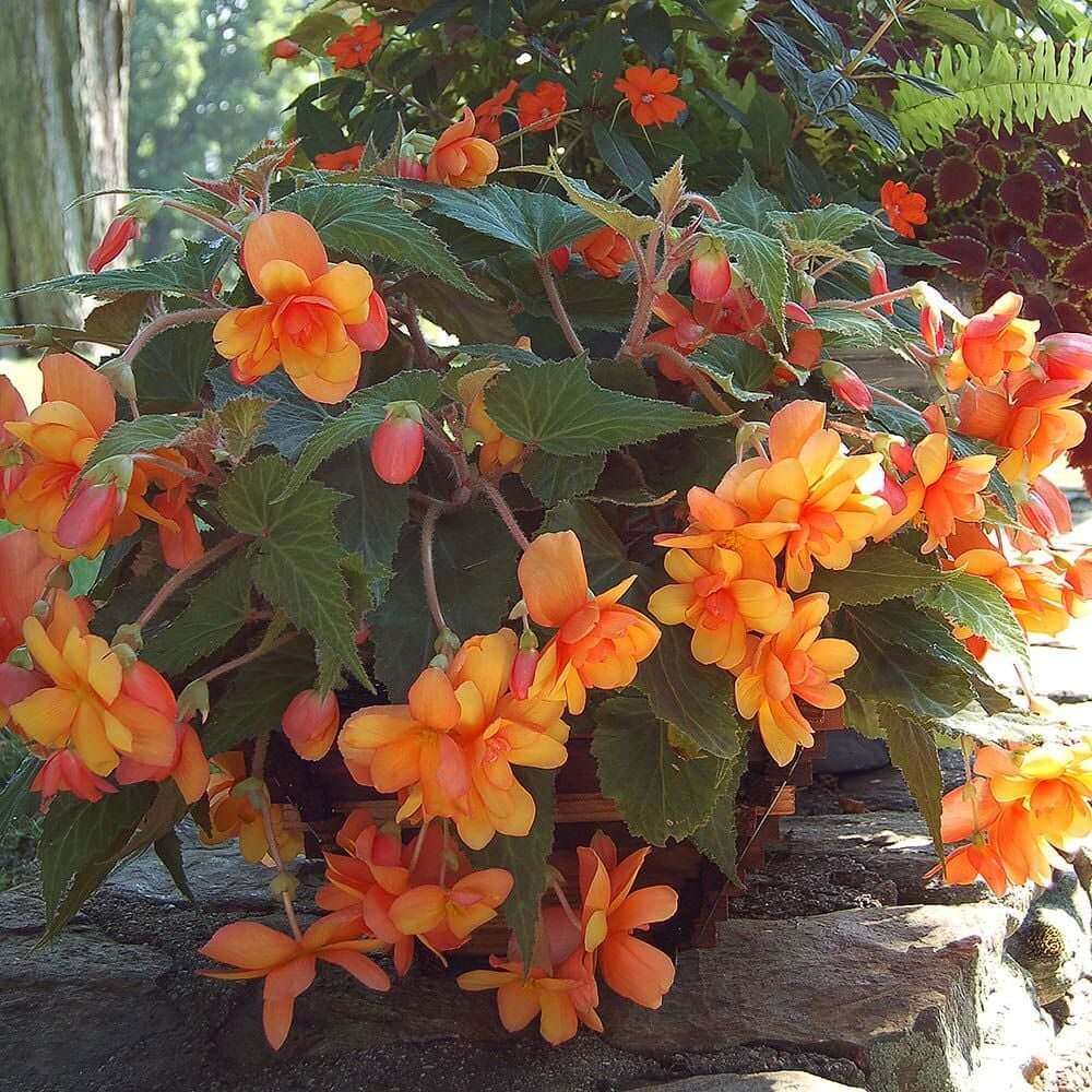 Trailing Begonia Seeds