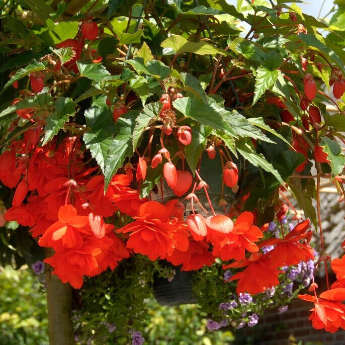 Trailing Begonia Seeds