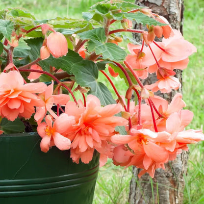 Trailing Begonia Seeds