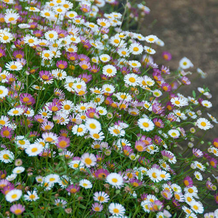 Trailing Daisy Seeds - Flower Plant